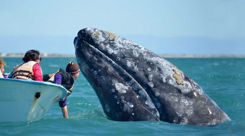 Gray_whale